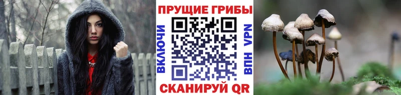 Псилоцибиновые грибы Psilocybe  Купить где  Луза 
